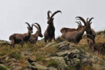 Il PARCO NAZIONALE GRAN PARADISO